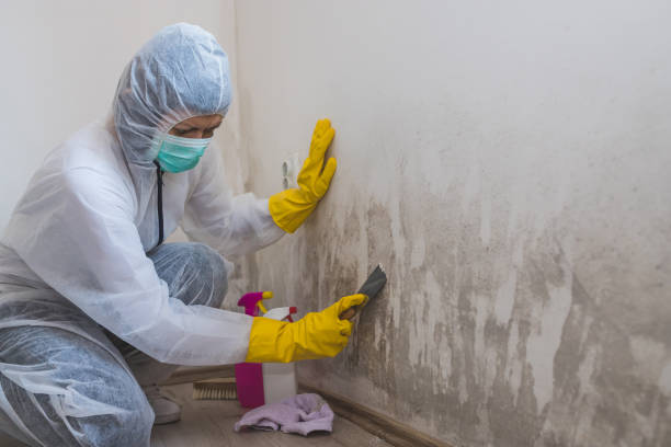 Home Mold Removal in Worthington, IN