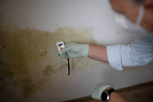 Mold Removal Process in Worthington, IN